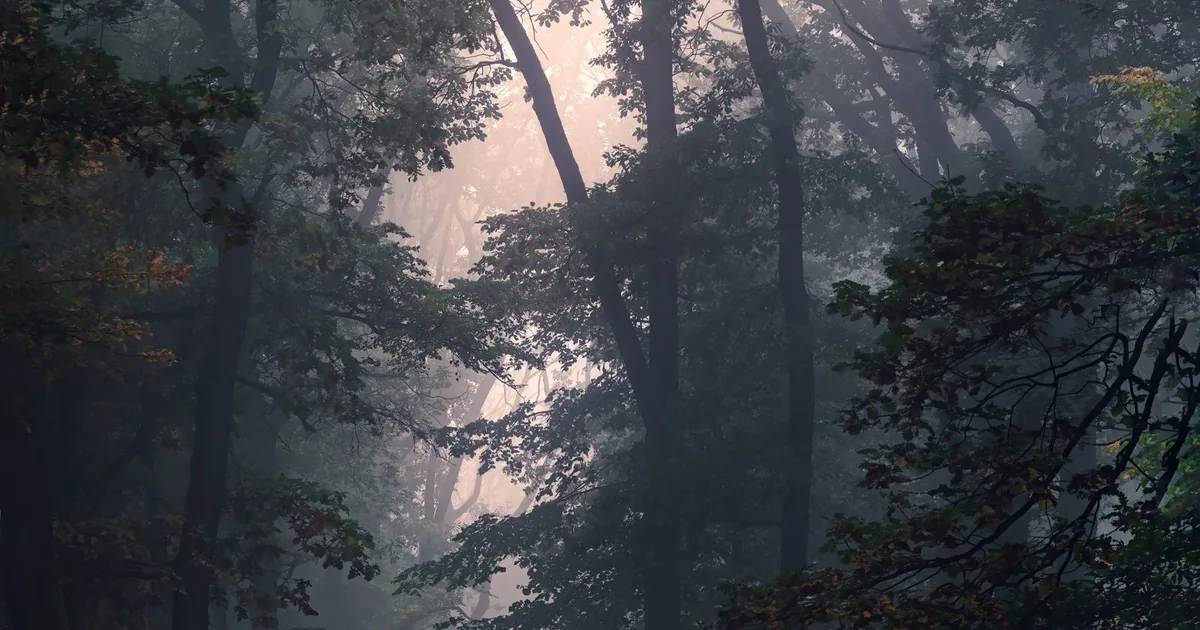 Serene misty forest at dawn, an image of quiet reflection for a guide to the Muslim funeral in Spain